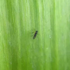Campsicnemus hirtipes thumbnail 1