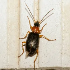 Agonum decorum thumbnail 4
