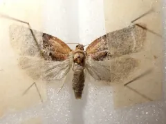 Argyrotaenia repertana thumbnail 2