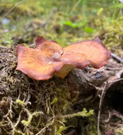 Picipes melanopus thumbnail 2