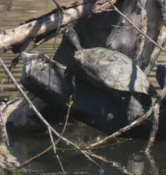 Ouachita Map Turtle thumbnail 4