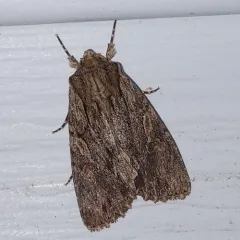Confused Woodgrain Moth thumbnail 3