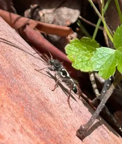 Western Ash Borer thumbnail 4