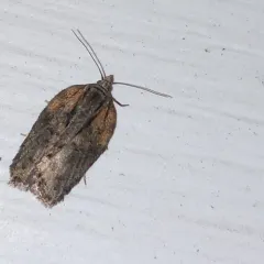 Multiform Leafroller Moth thumbnail 4
