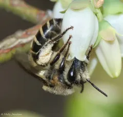 Blueberry Cellophane Bee thumbnail 4