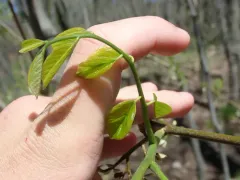 Kentucky yellowwood thumbnail 4