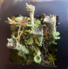 Mealy Pixie Cup thumbnail 3