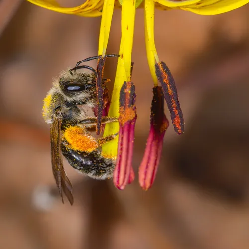 Trout-lily Mining Bee