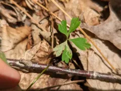 Phytomyza multifidae thumbnail 2