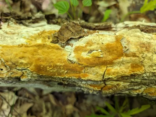 Perenniporia bostonensis