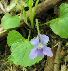 dooryard violet thumbnail 3