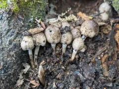 Coprinopsis romagnesiana thumbnail 4