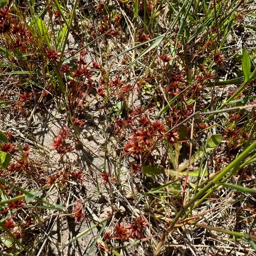 dwarf rush