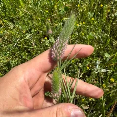 Narrow-leaved clover thumbnail 3