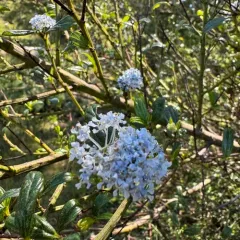 blueblossom thumbnail 4