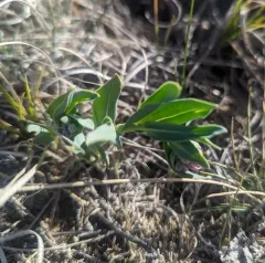Prairie Bluebells thumbnail 2