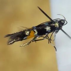 Cosmopterix molybdina thumbnail 4