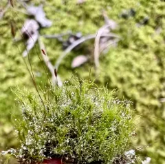 Erect-fruited Iris Moss thumbnail 3