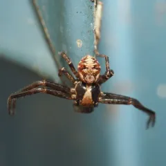 Punctated Ground Crab Spider thumbnail 4