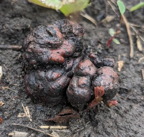 roseroot gall wasp