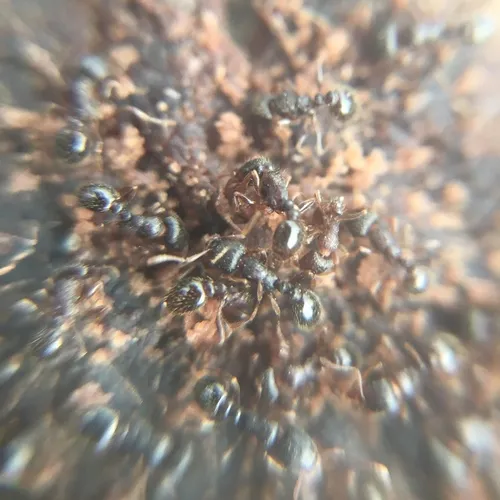 Immigrant Pavement Ant