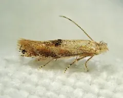 Bucculatrix packardella thumbnail 2