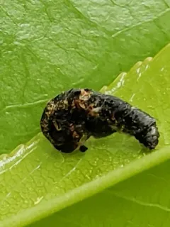 Pistol Casebearer Moth thumbnail 1