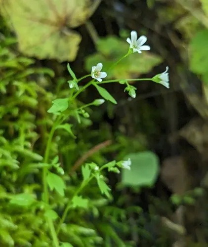 Nuttall's Saxifrage
