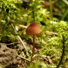 Bleeding Bonnet thumbnail 3