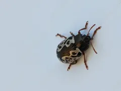 Calligrapha ignota thumbnail 3