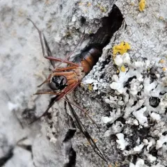 Red-belted Awl-fly thumbnail 4