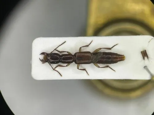 Homaeotarsus badius