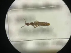 Lathrobium debile thumbnail 1