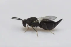 Eurytoma gigantea thumbnail 4