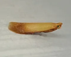 The Golden Sweeper thumbnail 3