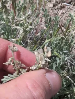 Buckwheat Milkvetch thumbnail 4