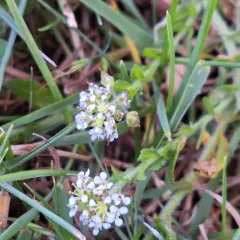 Smith's Cress thumbnail 2