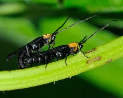 Raspberry Cane Borer thumbnail 1