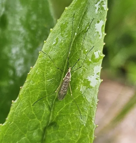 Gonomyia sulphurella
