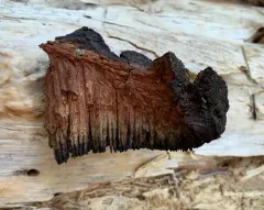 Indian paint fungus thumbnail 4