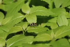 Coquillett's Bumble Fly thumbnail 3