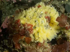 Halichondria sitiens thumbnail 3