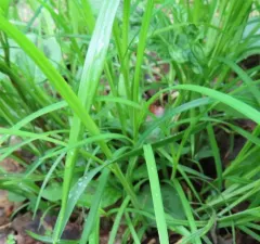 drooping sedge thumbnail 4