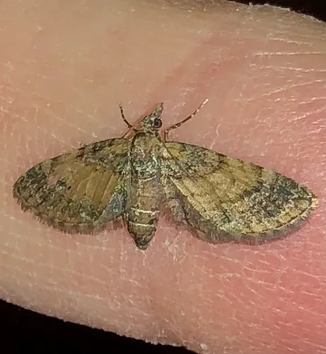 Small Pine Looper Moth