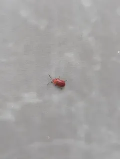 Cherry leaf beetle thumbnail 4