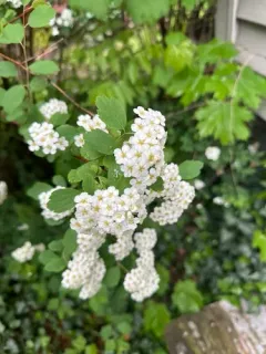 Threelobe Spirea thumbnail 4