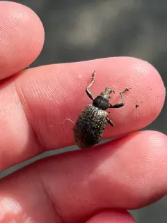 chequered weevil thumbnail 3