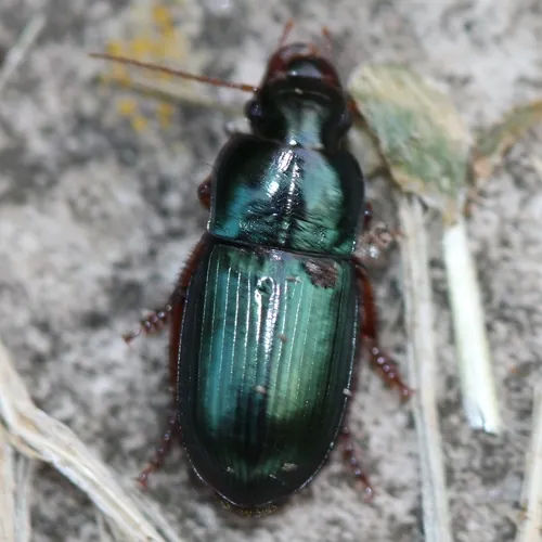 Harpalus rubripes