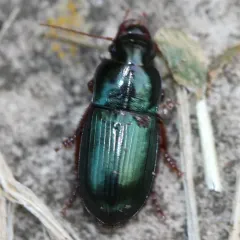 Harpalus rubripes thumbnail 1