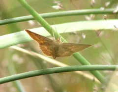 Scopula luteolata thumbnail 4
